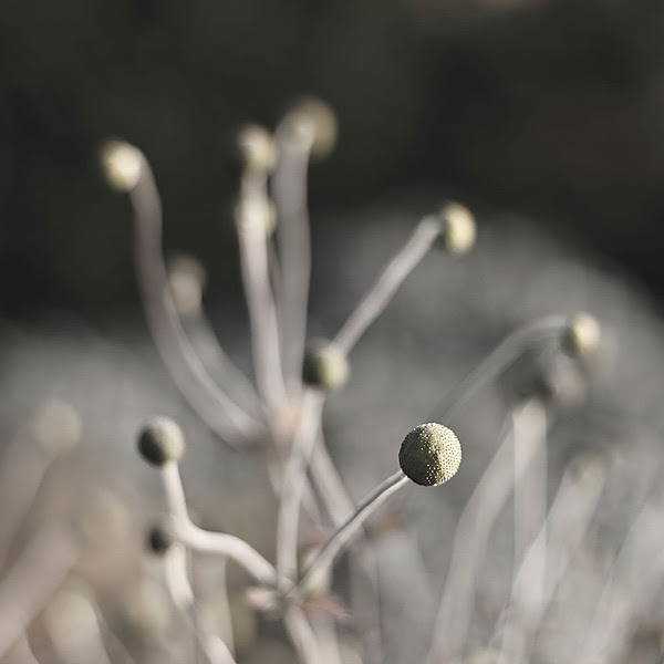 Blommor-i-höstljus-2