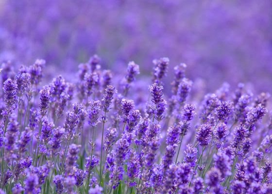 Khám Phá Ý Nghĩa Hoa Oải Hương (Lavender)