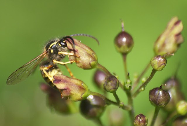 DSC_4209 Wasp and Common Figwort