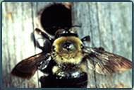 Carpenter Bee Control NJ | Carpenter Bee Removal Services NJ | Carpenter Bee Pest Control NJ