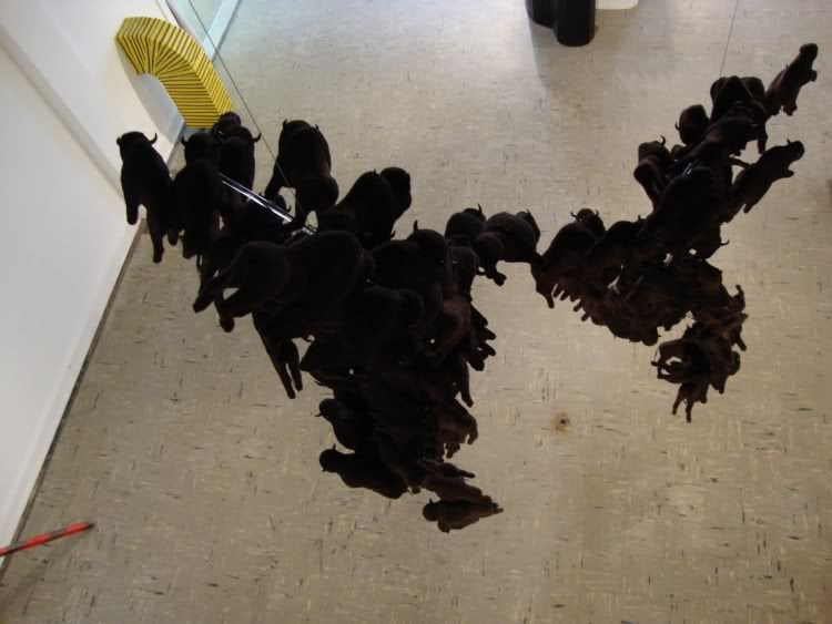 buffaloes from above