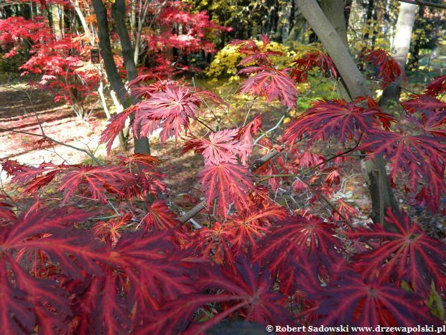 Klon japoński 'Aconitifolium' jesienią