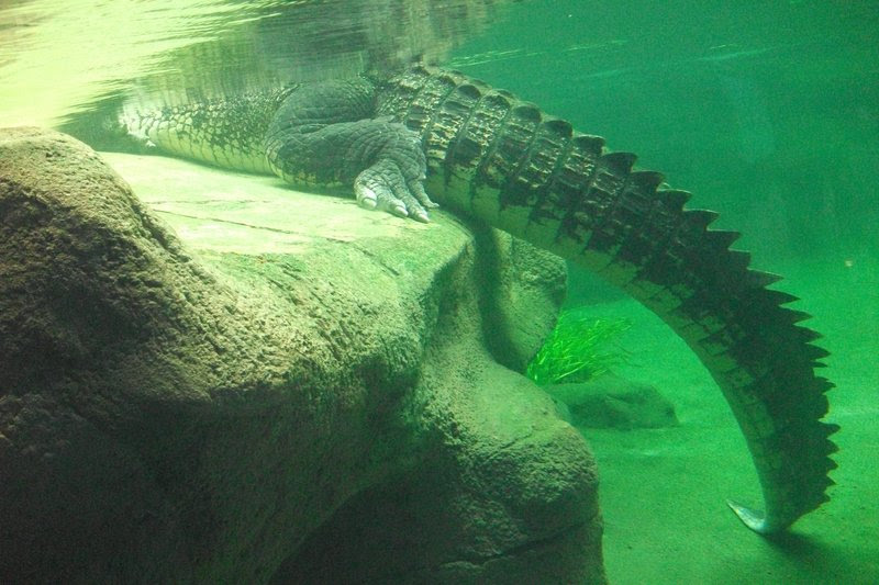 Godzilla!!