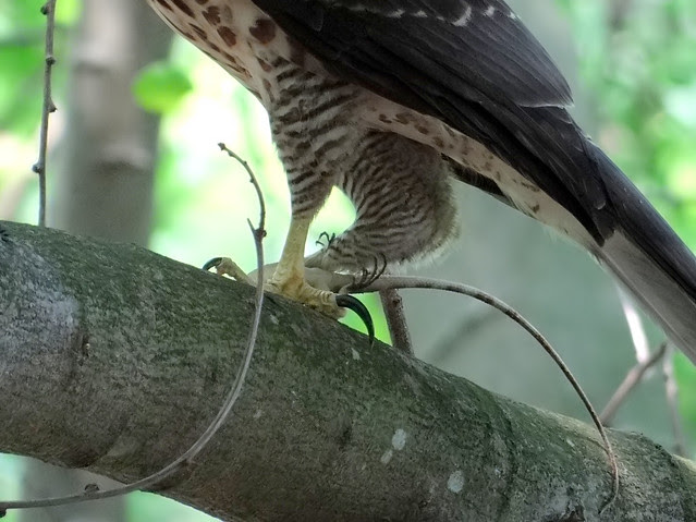 鳳頭蒼鷹/無限台南