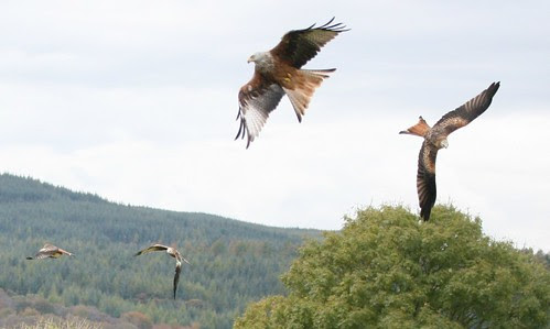 Red Kites