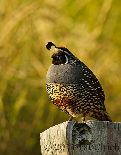 Male quail - Pat Ulrich Wildlife Photography
