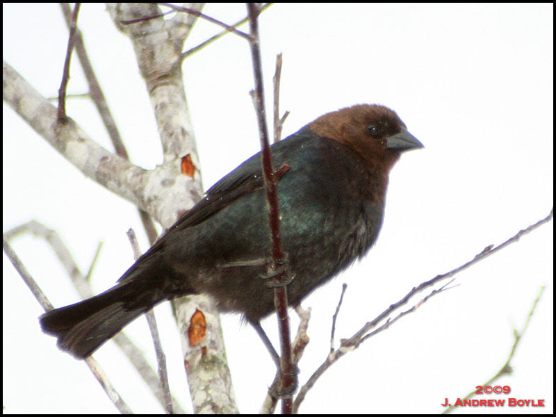 Brown-headed Cowbird