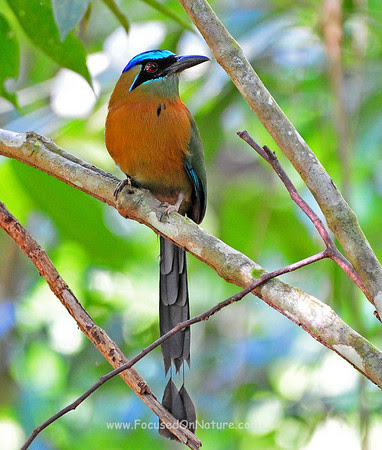 motmot