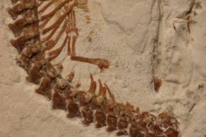 Ihmeiden aika oli 120 miljoona vuotta sitten – Brasiliasta löydettiin nelijalkaisen käärmeen fossiili (800 x 534)