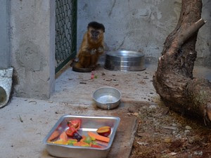 Alimentação de macaca também passou por adequações em São Carlos, SP (Foto: Felipe Turioni/G1)