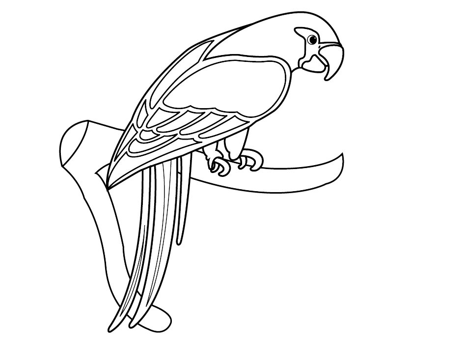 Featured image of post Birds Drawing Images Without Colour