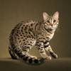 Bengal cat Thriller