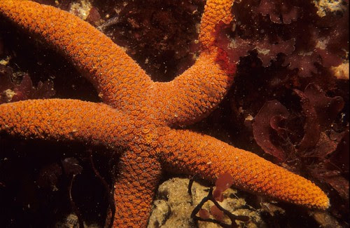 Granular starfish (Austrofromia schultzei)