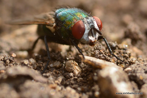 closeup fly on soil. © Nick Bailey