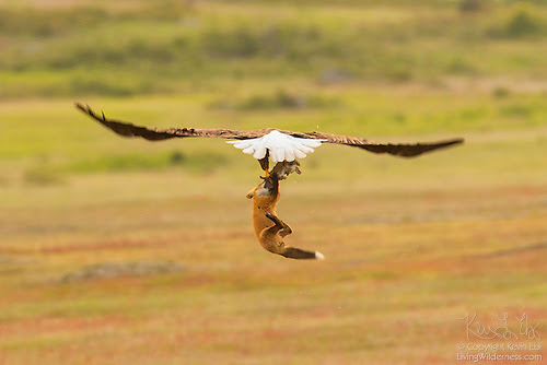 Bald Eagle and Red Fox Tussling Over Rabbit, San Juan Island National Historical Park, Washington