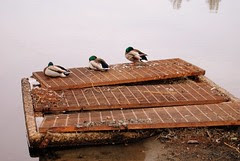 Ducks on a grate