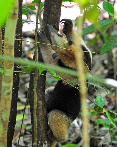 tamandua