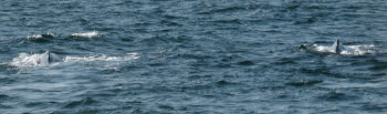Humpback whales