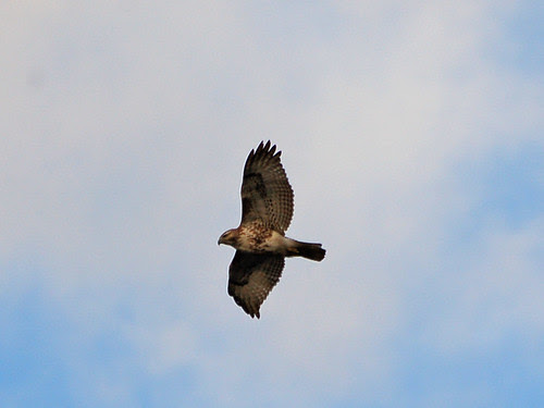 Juvenile Red-tail Over Riverside Drive