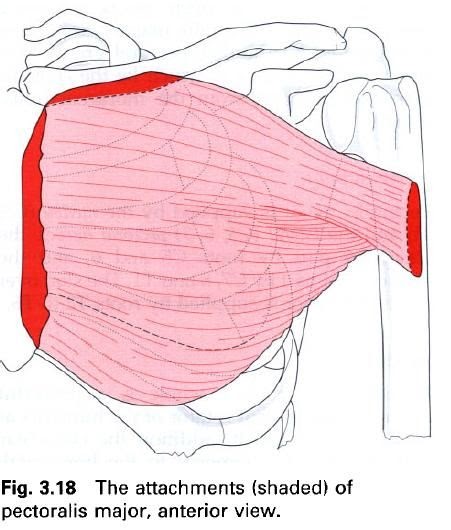 Complete Soccer Training: Muscles flexing the arm at the shoulder joint
