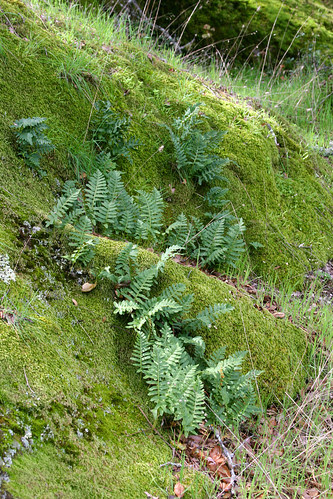 Polypodium californicum