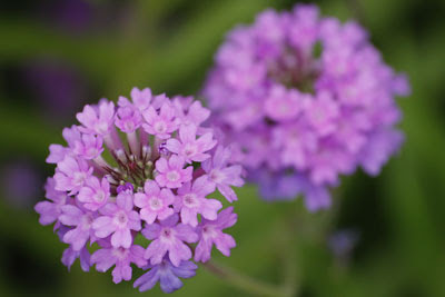 Flowers @ Hampton Court Flower Show
