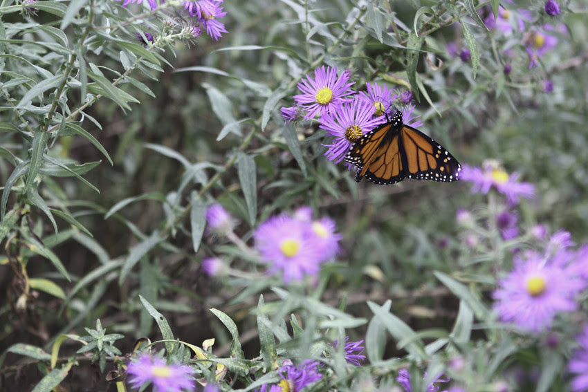 butterfly 4
