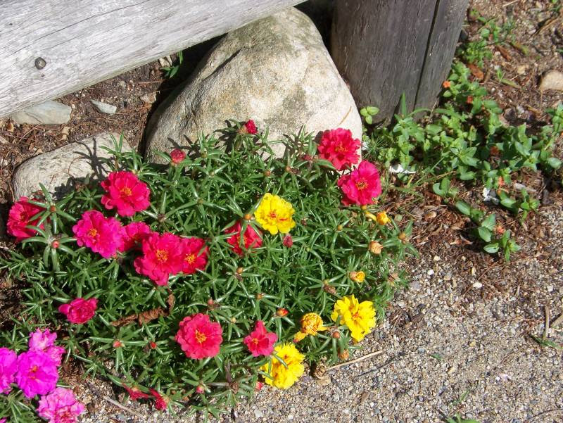 http://www.gardenbanter.co.uk/attachments/garden-photos/6543d1184776079-portulaca-success-portulaca2.jpg