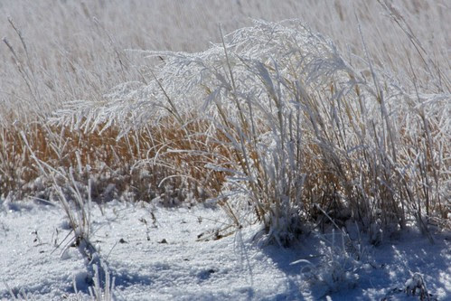 Frosty Grasses 4