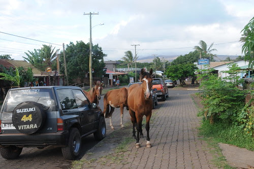 horses in town, hanga roa