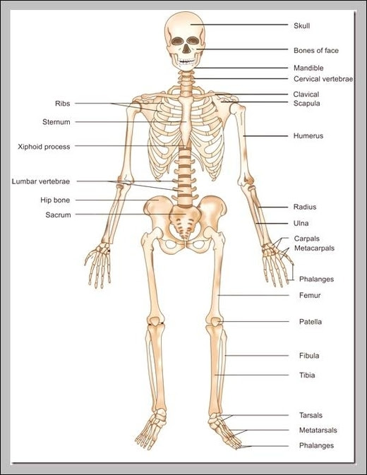 31 Skeleton Diagram To Label - Labels For Your Ideas