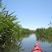 Among the reeds. Parc de Boucherville, Chenal du Courant. Among the reeds. Parc de Boucherville, Chenal du Courant.