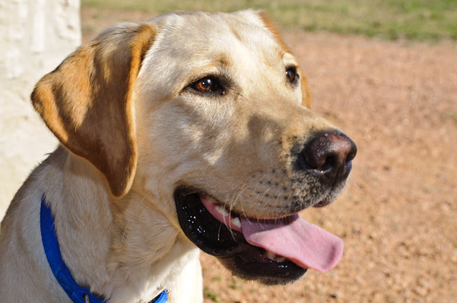 Close up of Bobs face looking to the right side of the image frame, his mouth is open and his tongue slightly out making him have a fun goofy face