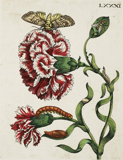 Maria Sibylla Merian
Botanical
1730
