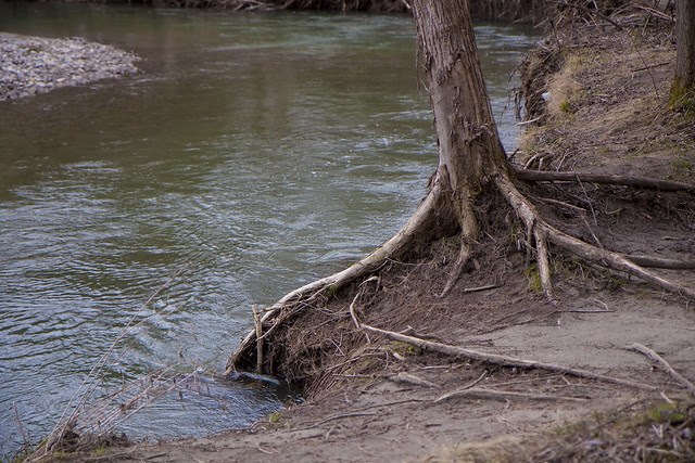 creek view roots