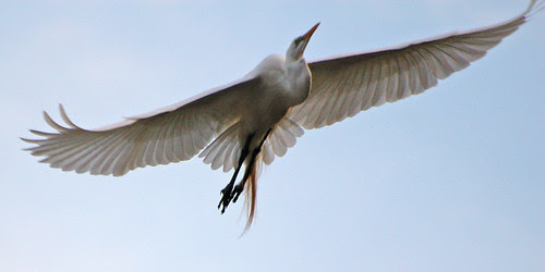 Great Egret over Morningside Park