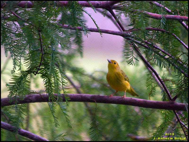 Yellow Warbler Yellow Warbler