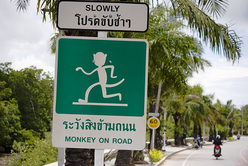 Monkey on Road!