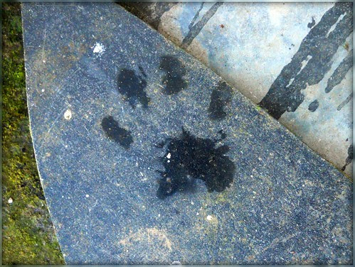 Pip's paw print