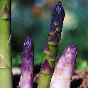 http://www.pinterest.com/pin/98234835591523570/ asparagus color inspiration #purple #green #asparagus