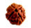 4 Mukhi
