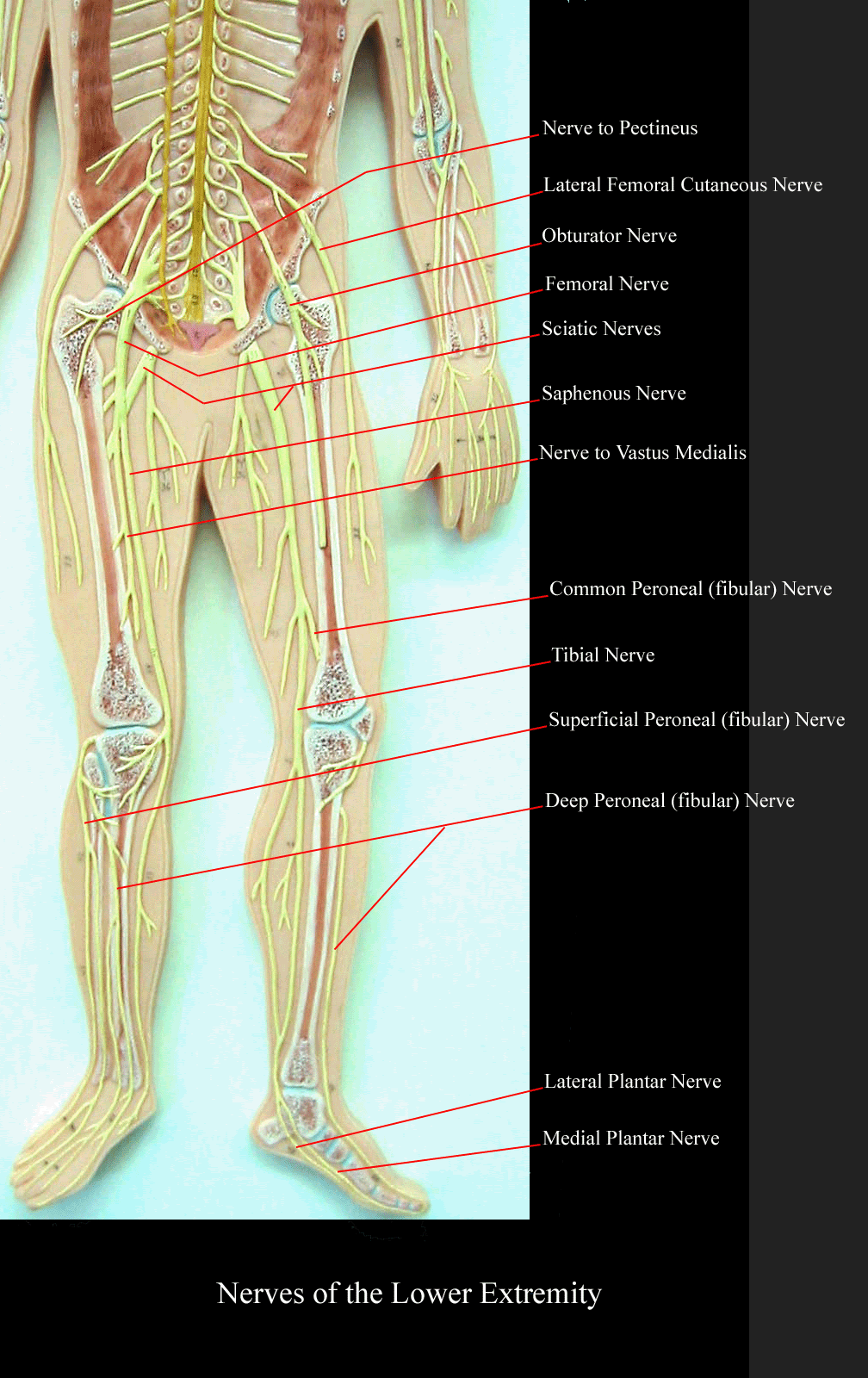 Nerves Of The Leg Labeled slideshare