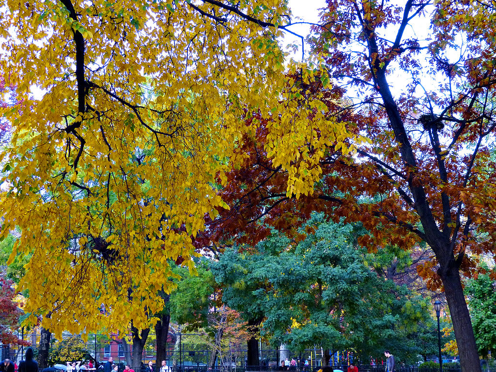 Fall in Tompkins Square