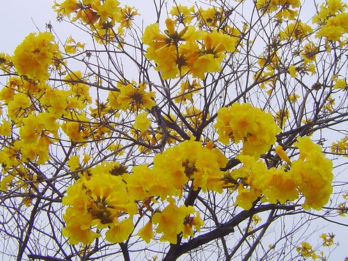 無限台南/黃花風鈴木