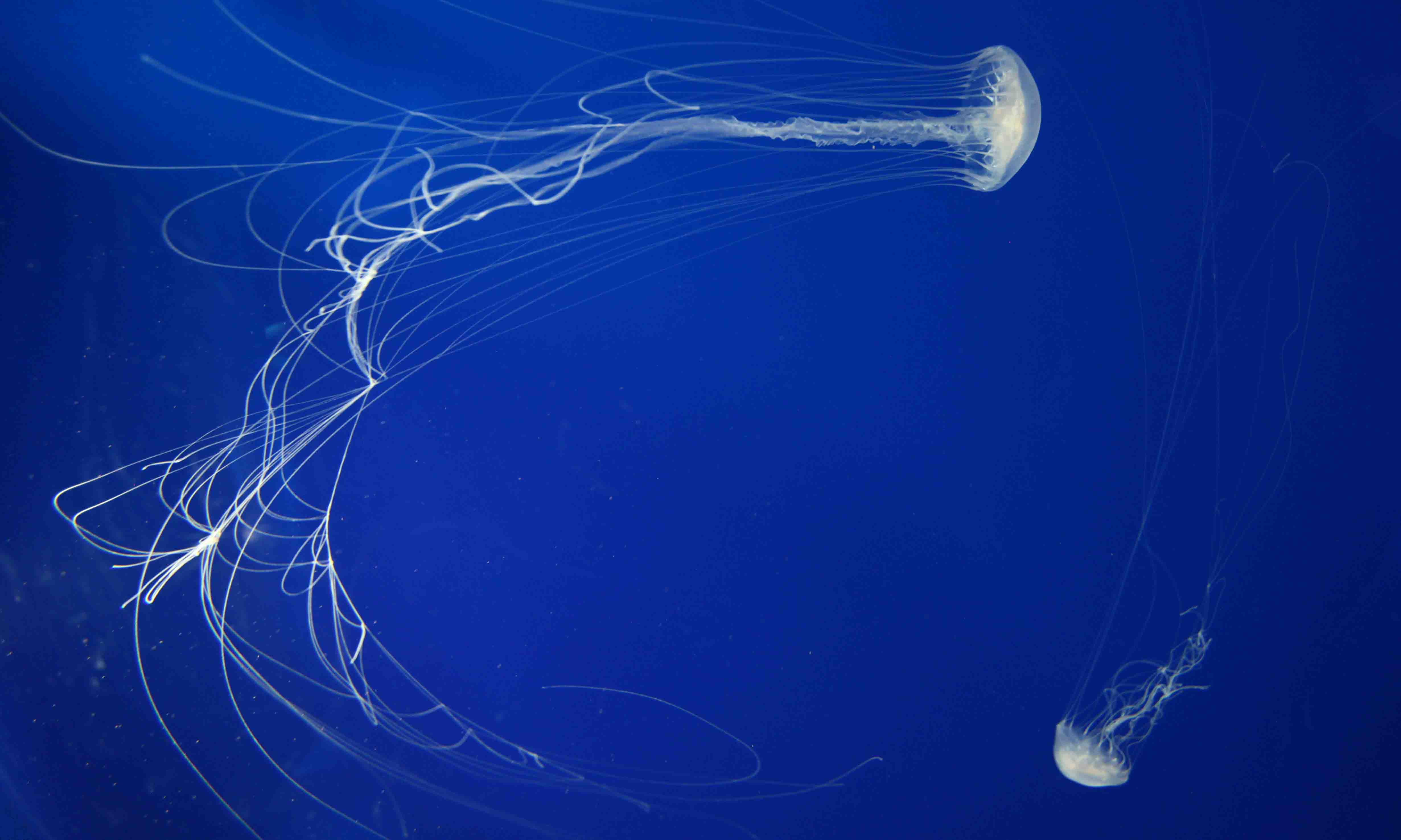 Jellyfish Wallpapers Images Photos Pictures Backgrounds