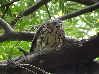 鳳頭蒼鷹/無限台南