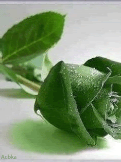 Чудесная роза