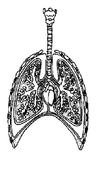 Label The Lungs Diagram - Human Anatomy