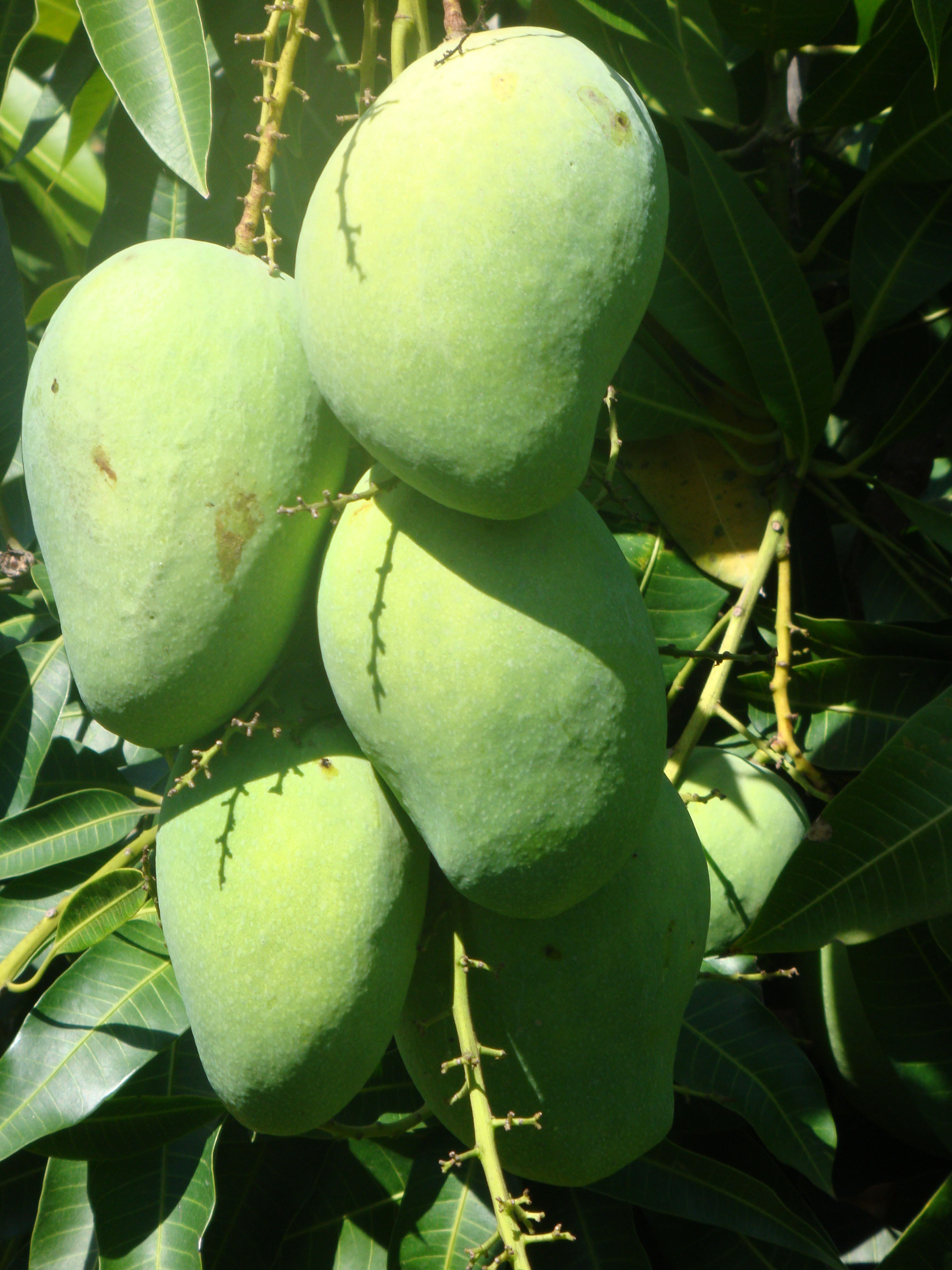 Contoh Teks Laporan Hasil Observasi Tentang Tumbuhan Mangga - Kumpulan