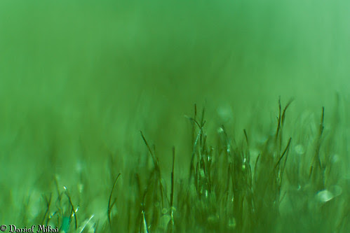 Green blanket (macro)